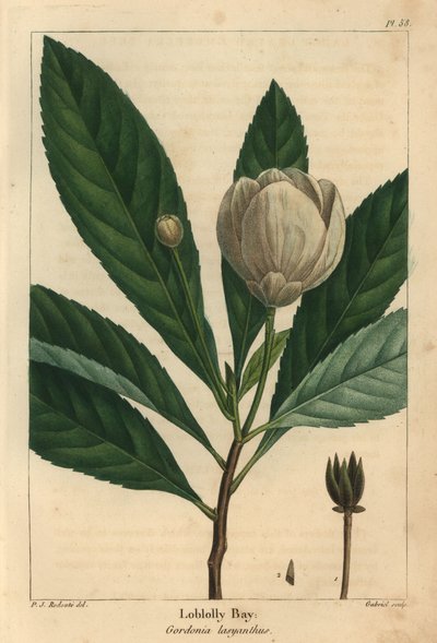 Loblolly bay, Gordonia lasyanthus da Pierre Joseph Redouté