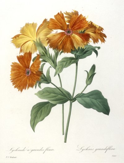 Lychnide a grandi fiori, Lychnus grandiflora, da Choix Des Plus Belle Fleurs et des Plus Beaux Fruits, 1827 (incisione a puntasecca colorata a mano) da Pierre Joseph Redouté