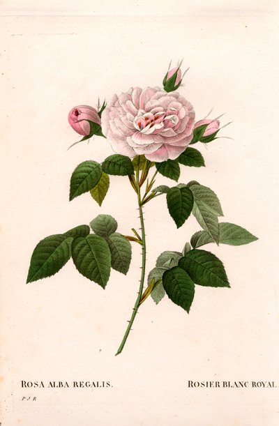 Rosa incarnata, varietà di Rosa alba. Incisione a puntasecca colorata a mano da Les Roses di Pierre Joseph Redouté, Parigi da Pierre Joseph Redouté
