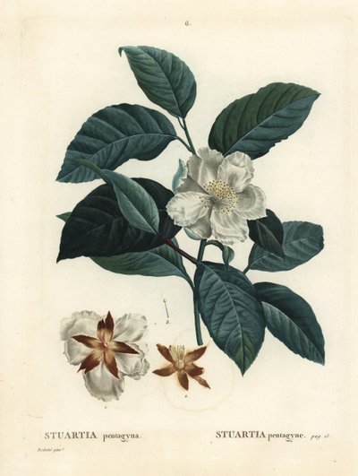 Malachodendron pentagynum (Stewartia o Stuartia pentagyna). Incisione a puntasecca colorata a mano da un