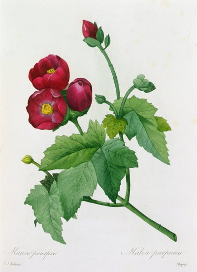 Malva purpurea da Pierre Joseph Redouté