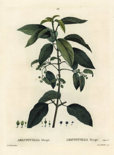 Maqui o uva cilena, Aristotelia chilensis (Aristotelia macqui). Incisione a puntasecca colorata a mano di Aimee da un