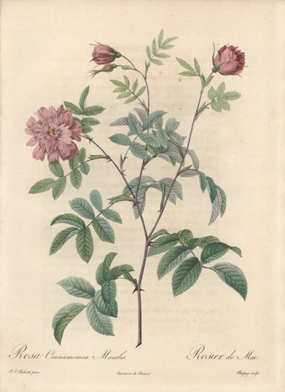 Rosa di maggio o rosa cannella - Eau forte di Chapuy, da un