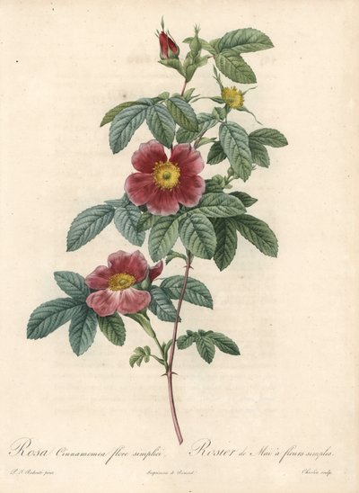 Rosa di maggio o rosa cannella - Eau forte di Charlin, da un