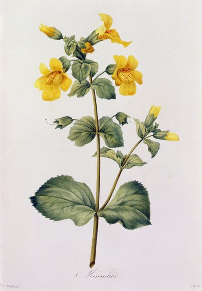 Mimulus da Pierre Joseph Redouté