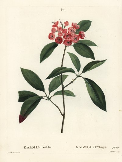 Alloro di montagna o cespuglio calico, Kalmia latifolia. Incisione a puntasecca colorata a mano da Miss Rollet da un