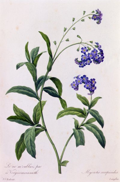 Myosotis scorpiodes da Pierre Joseph Redouté