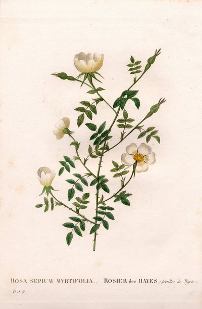 Rosa selvatica a foglie di mirto da Pierre Joseph Redouté