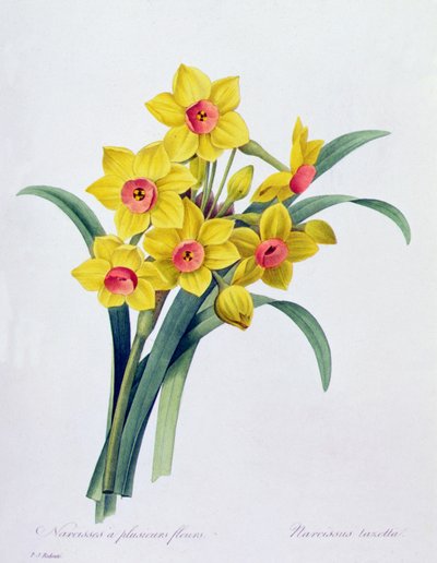 Narciso tazetta da Pierre Joseph Redouté
