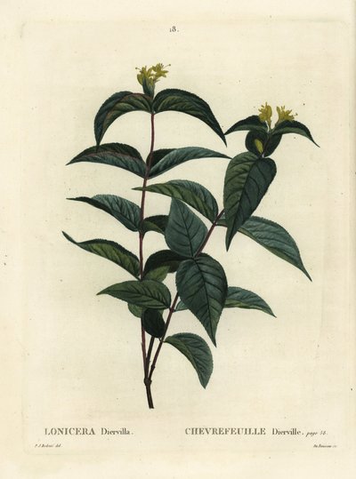 Diervilla lonicera (Lonicera diervilla) da Pierre Joseph Redouté