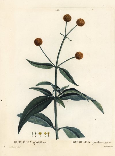 Buddleja globosa da Pierre Joseph Redouté