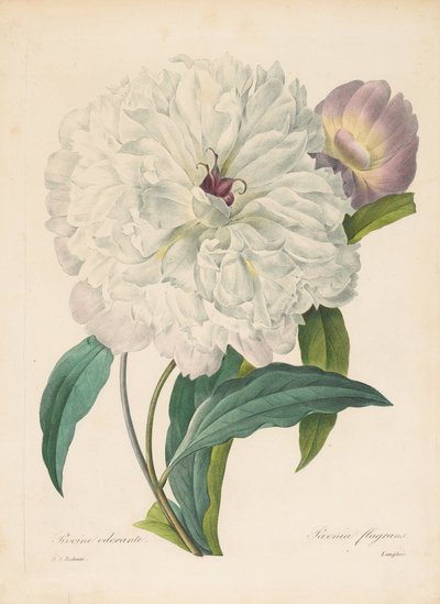 Paeonia flagrans Peonia, 1827 da Pierre Joseph Redouté