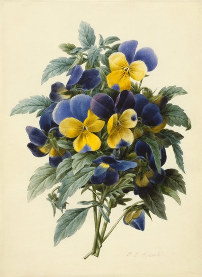 Viola del pensiero da Pierre Joseph Redouté
