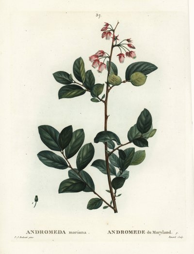 Pieris mariana da Pierre Joseph Redouté