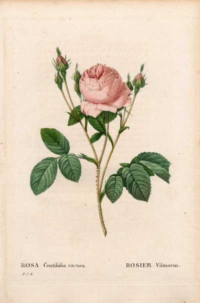 Rosa Vilmorin, Rosa centifolia Vilmorin. Incisione a puntasecca colorata a mano da 