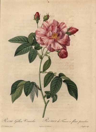 Rosa gallica rosa e bianca o rosa francese, Rosa gallica da Pierre Joseph Redouté