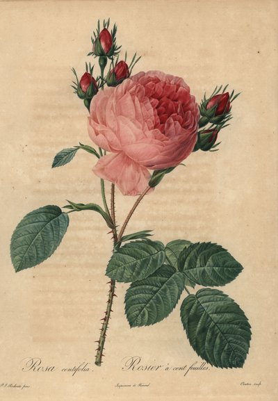 Rosa cavolo rosa o rosa di Provenza, Rosa centifolia da Pierre Joseph Redouté