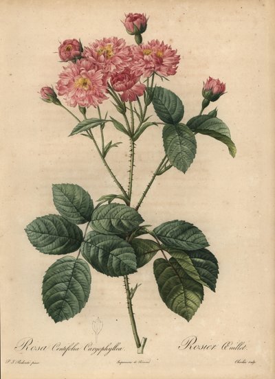 Garofano rosa, Rosa centifolia da Pierre Joseph Redouté