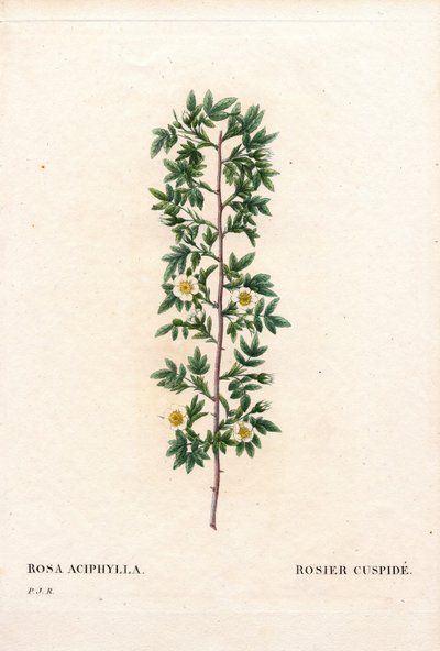Rosa cuspidata rosa canina varietà da Pierre Joseph Redouté