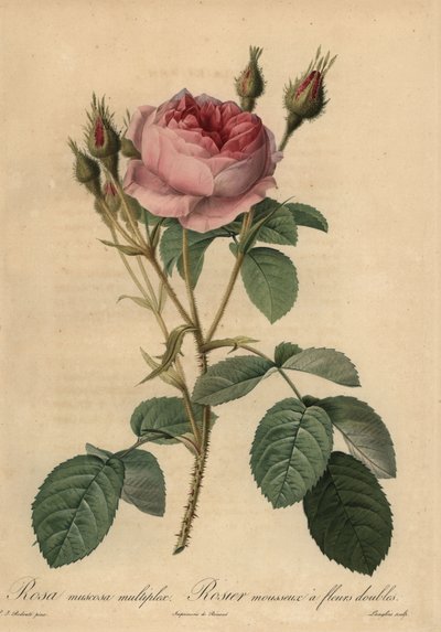 Rosa muscosa rosa, Rosa centifolia f. muscosa da Pierre Joseph Redouté