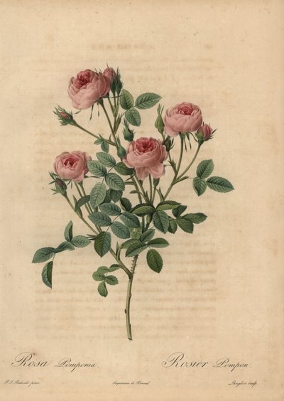 Rosa pompon rosa, Rosa centifolia da Pierre Joseph Redouté