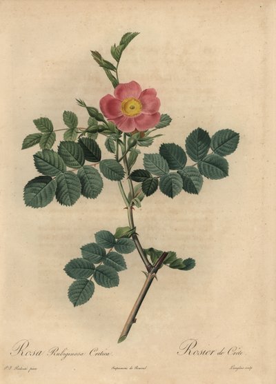 Rosa canina rosa, Rosa rubiginosa da Pierre Joseph Redouté