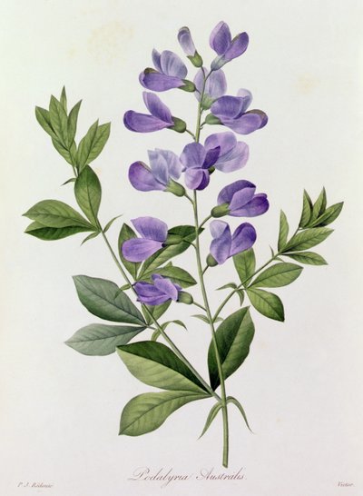 Podalyria Australis da Pierre Joseph Redouté