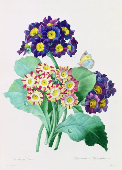 Primula auricula da Pierre Joseph Redouté