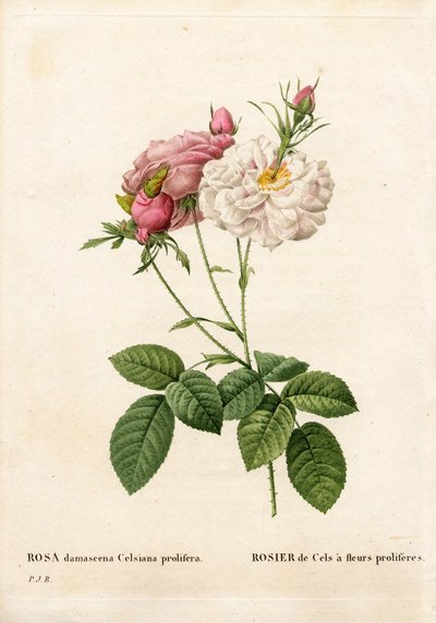 Rosa proliferante di Cels da Pierre Joseph Redouté