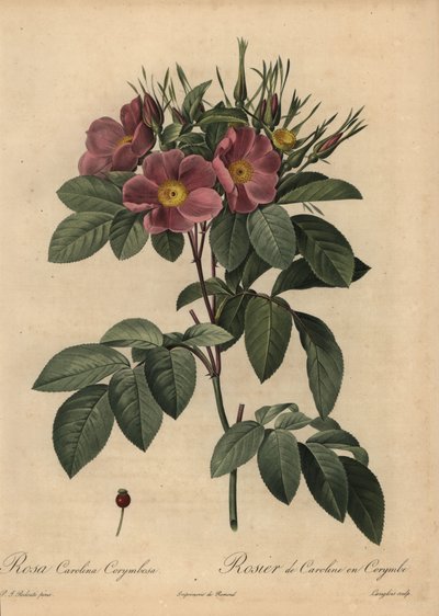 Rosa Carolina viola o rosa dei pascoli, Rosa carolina corymbosa da Pierre Joseph Redouté