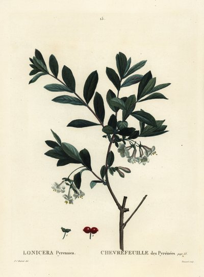 Caprifoglio dei Pirenei, Lonicera pyrenaica. Incisione a puntasecca colorata a mano da Tessaert da un