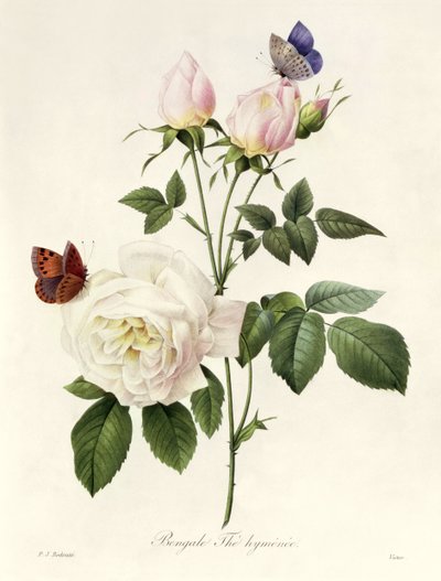 Rosa: Bengale l