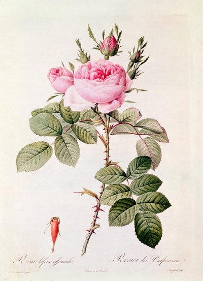 Rosa Bifera Officinalis, da 