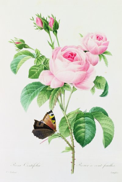 Rosa Centifola da Pierre Joseph Redouté