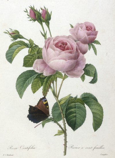 Rosa Centifolia, Rosier a cent feuilles, da Choix Des Plus Belle Fleurs et des Plus Beaux Fruits, 1827 (incisione a puntasecca colorata a mano) da Pierre Joseph Redouté