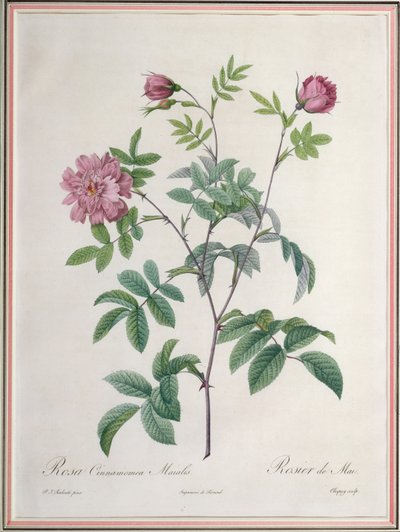 Rosa Cinnamomea Maialis, incisa da Chapuy, pubblicata da Remond da Pierre Joseph Redouté