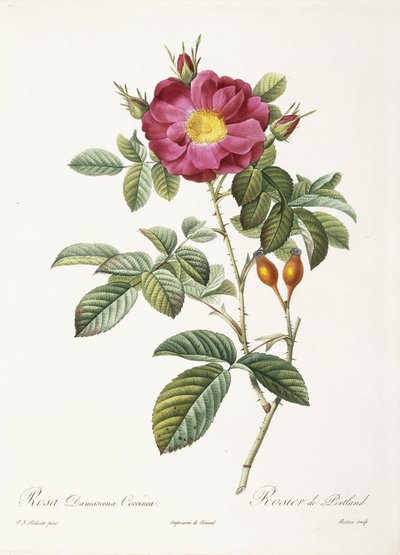 Rosa Damascena Coccina da Pierre Joseph Redouté