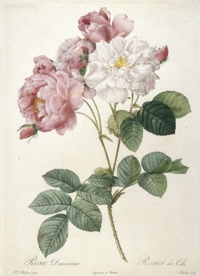 Rosa Damascena, Rosier de Cels, da Les Roses, 1817-24 (incisione a puntasecca colorata a mano) da Pierre Joseph Redouté