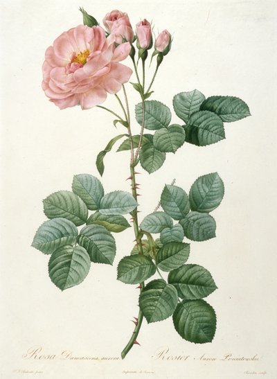 Rosa Damascena aurora, Rosier Aurore Poniatowska da Pierre Joseph Redouté