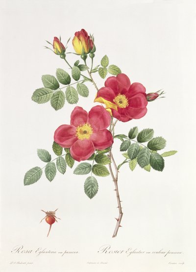 Rosa Eglantera Punicea da Pierre Joseph Redouté