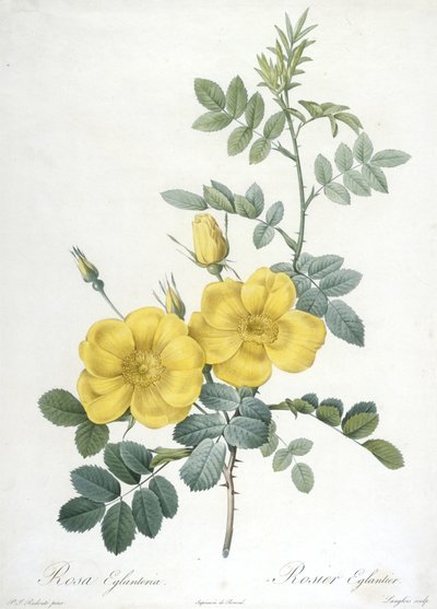 Rosa Eglanteria, Rosier Eglantier, da Les Roses, 1817-24 (incisione a puntasecca colorata a mano) da Pierre Joseph Redouté