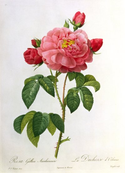 Rosa Gallica Aurelianensis, inciso da Eustache Hyacinthe Langlois (1777-1837) da Pierre Joseph Redouté