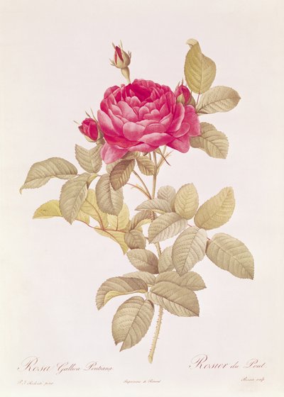 Rosa Gallica Pontiana, da 