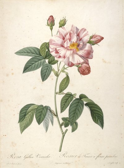 Rosa Gallica Versicolor, Rosier de France a fleurs panachees, da Les Roses, 1817-24 (incisione a puntasecca colorata a mano) da Pierre Joseph Redouté