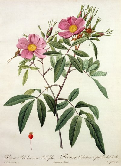 Rosa Hudsoniana Salicifolia, inciso da Langlois, pubblicato da Remond da Pierre Joseph Redouté