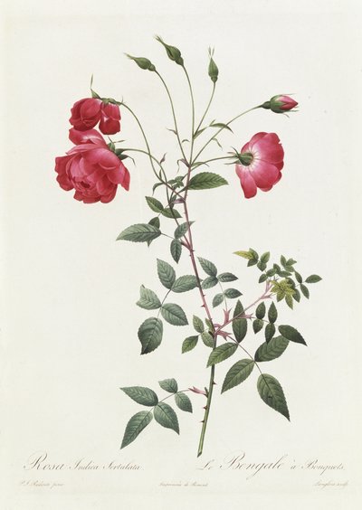 Rosa Indica Sertulata da Pierre Joseph Redouté