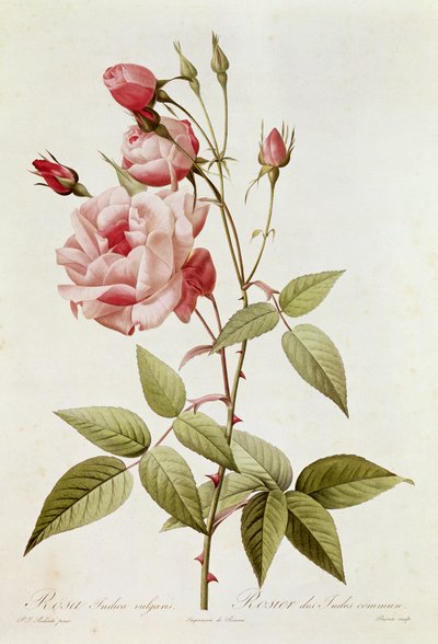 Rosa Indica Vulgaris, da 