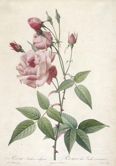 Rosa Indica vulgaris, Rosier des Indes commun, da Les Roses, 1817-24 (incisione a puntasecca colorata a mano) da Pierre Joseph Redouté