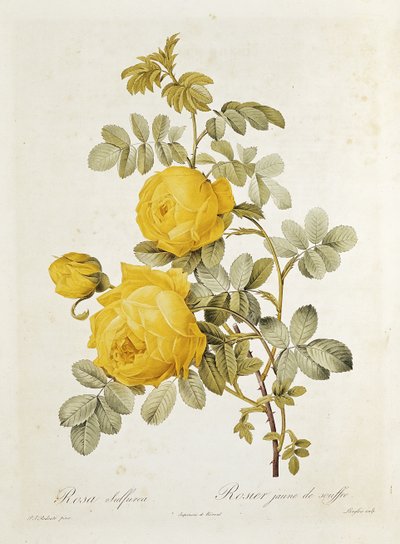 Rosa Sulfurea (Rosa Gialla) da 