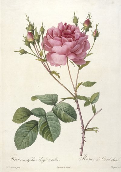 Rosa centifolia Anglica rubra, Rosier de Cumberland, da Les Roses, 1817-24 (incisione a puntasecca colorata a mano) da Pierre Joseph Redouté